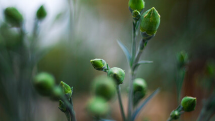 Macro de bourgeons de fleurs