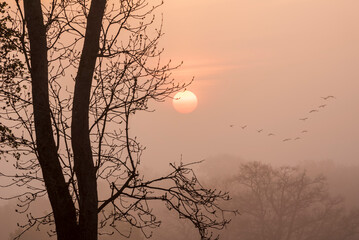 Lovely foggy sunrise in English countryside with soft pastel sky and calm feeling
