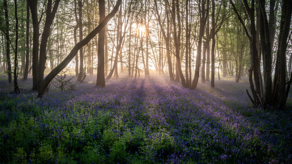 Lovely Spring bluebell forest with light layer of fog giving calm peaceful feeling in English countryside