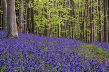 Fotobehang Mistige ochtendstond Lovely Spring bluebell forest giving calm peaceful feeling in English countryside