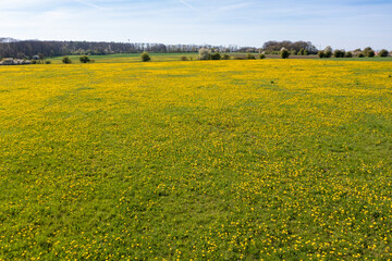 A field with millions of yellow Dandelion Flower