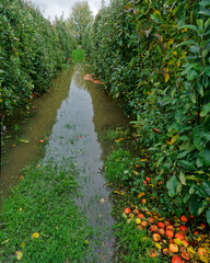 Flooded apple orchard in Motueka, Tasman Region, Aotearoa / New Zealand.