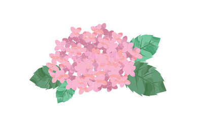 ピンクの紫陽花イラスト素材