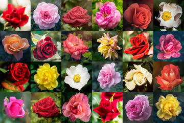 Colourful summer roses. Floral background