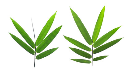 bamboo leaves isolated on transparent png