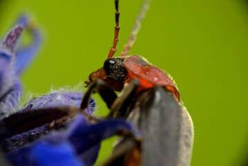 Brown beetle sits on a green twig