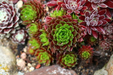 Sempervivum rojnik California