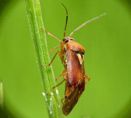 Brown beetle sits on a green twig