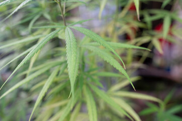 Naklejka premium Green marijuana plant abstract pattern on medical, biology