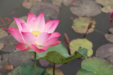 vintage style lotus pond for background