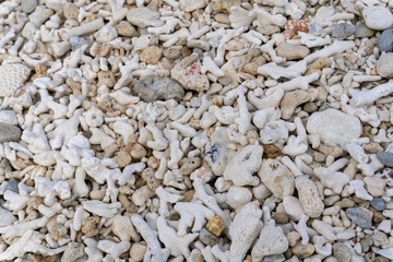 dead coral on beach in Tokashiki, Okinawa, Japan