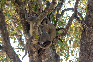 Vervet monkeys preening each others fur to get rid of parasites