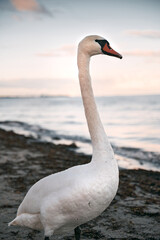 Naklejka na ściany i meble Single white swan on the seashore.