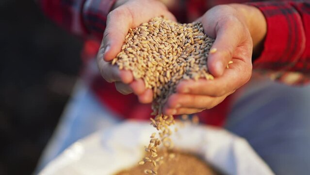 Farmer holds crop of wheat in his hands. Barley cereals in bag. Beer production. Farmer hands hold wheat seeds. Growing barley crops.Seed of cereal plants. Agriculture.Happy farmer with barley harvest