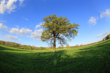 Fototapeta na wymiar Piękne drzewo na tle zieleni i błękitnego nieba.