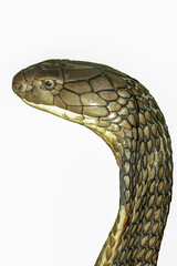 Close up head king cobra on white background  have path