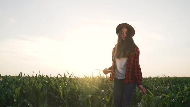Farmer girl walks through a green field at sunset. Farmer agronomist harvest corn. Village corn farm. Rural green plantation at sunset. Agriculture concept. A farmer walks through a corn plantation