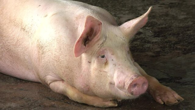 Close-up pig sleeping in a farm
