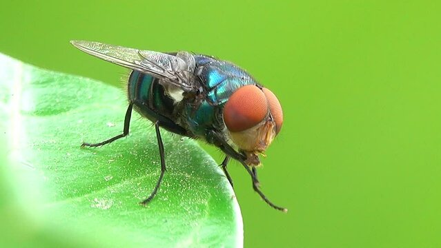 Close-up housefly standing on a leaf