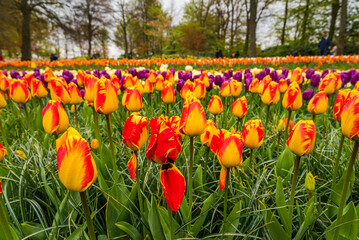 A view of the cilia of colorful blooming tulips.