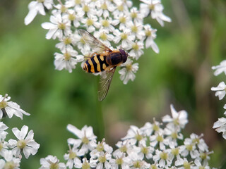 hoverfly on flower