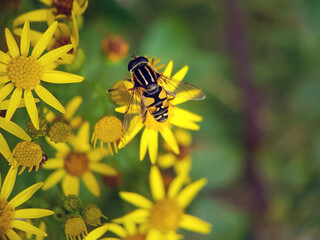 hoverfly on yellow flower