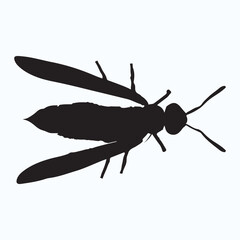 Wasp silhouettes and icons. Black flat color simple elegant Wasp animal vector and illustration.