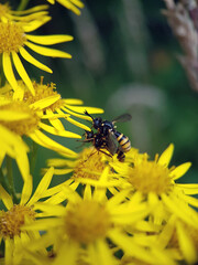 fly on yellow flower