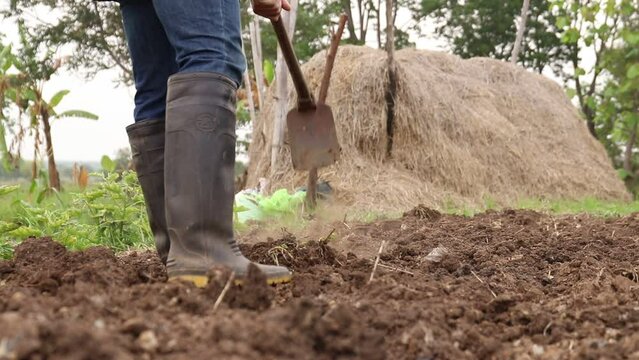 Farmers are digging the soil, preparing the fields for planting.