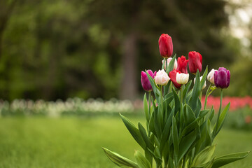 wiosenne kompozycje kwiatowe w ogrodzie, tulipany	