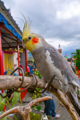 Naklejka premium The cockatiel parrot is known as Nymphicus hollandicus 