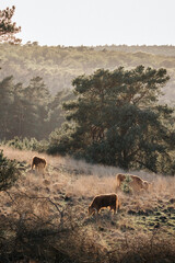 Scottish Highlander in landscape in 