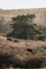 Scottish Highlander in landscape in 