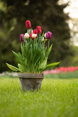 tulipany w starej glinianej, rustykalnej donicy