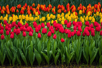 A view of the cilia of colorful blooming tulips.
