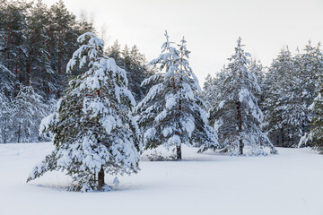Fototapeta premium On the lawn covered with snow fir trees and pines are standing poured with snow in frosty winter day.