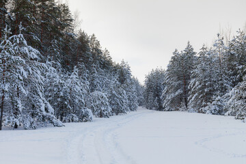 Obraz premium On the lawn covered with snow fir trees and pines are standing poured with snow in frosty winter day.