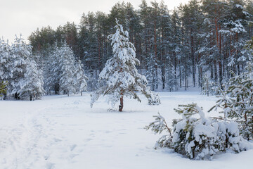 Obraz premium On the lawn covered with snow fir trees and pines are standing poured with snow in frosty winter day.