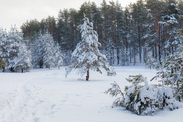 On the lawn covered with snow fir trees and pines are standing poured with snow in frosty winter day.