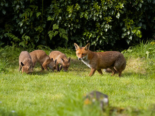 Red fox, Vulpes vulpes