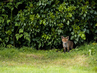 Red fox, Vulpes vulpes