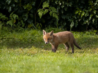 Red fox, Vulpes vulpes