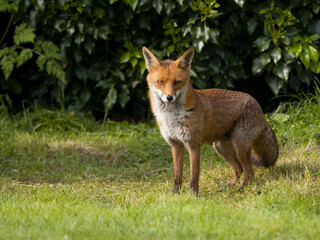 Fototapeta premium Red fox, Vulpes vulpes
