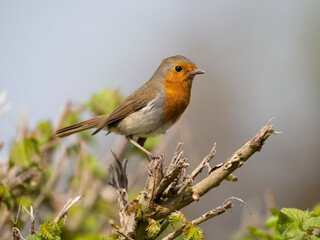 Robin, Erithacus rubecula