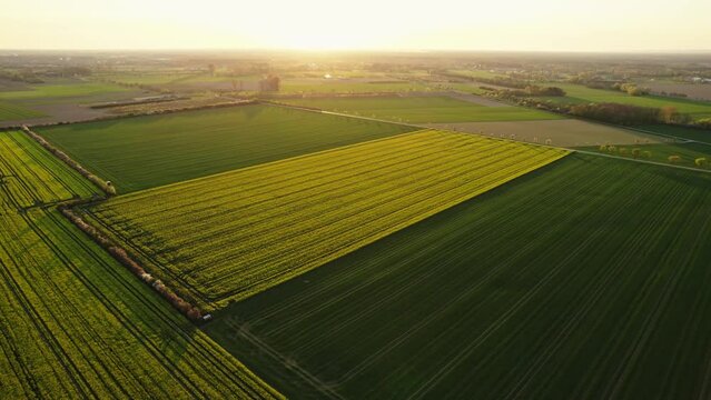Luftaufnahmen von Rapsfeldern bei Sonnenuntergang 