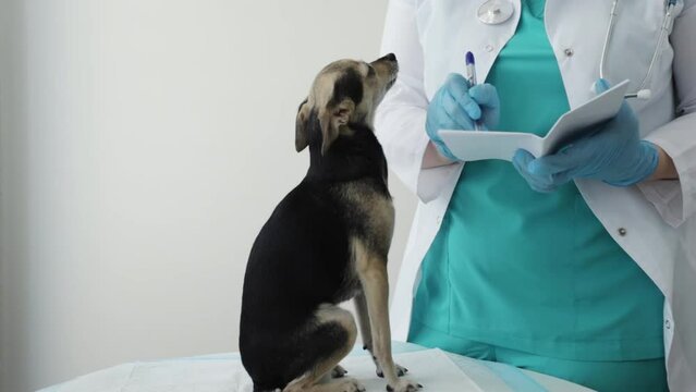 dog passport, veterinary pet document with vaccines, id for traveling with animals