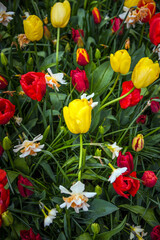 Close-up view of colorful tulips in full bloom.