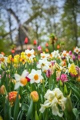 View of colorful tulips in full bloom in the Kaukenhof flower park, with a typical Dutch windmill in the background
