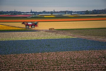 Traditional Dutch tulip field. A tractor standing in the middle of the tulip fields in the background.