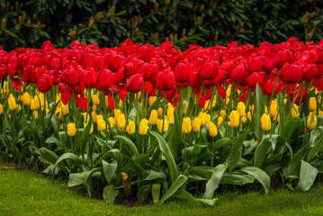 A view of the cilia of colorful blooming tulips.